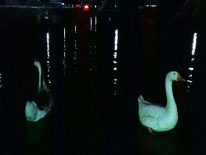 Водоплавающие птицы на озере в коттеджном поселке "Малиновые вечера"